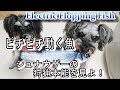 ENG SUB【ペット用品】狩猟本能掻き立てられる？【おもしろ動画】【犬のおもちゃ】【シュナウザー】【ドッグトイ】