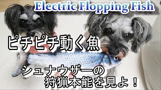 ENG SUB【ペット用品】狩猟本能掻き立てられる？【おもしろ動画】【犬のおもちゃ】【シュナウザー】【ドッグトイ】