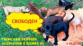Pride G&K Puppies Red Alligator X Mamba Ii 6 Недель...