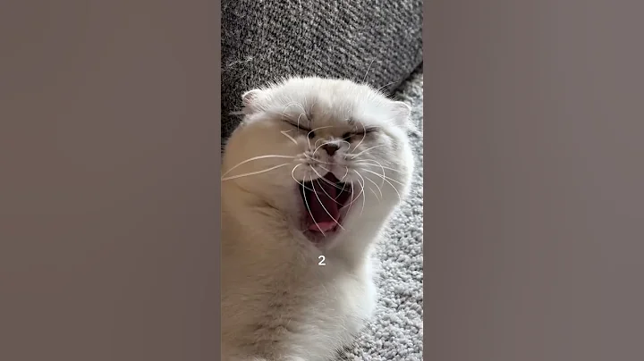 Watch the video about Did you yawn? #cat #scottishcat #scottishfoldlovers #scottishfold #funny #kitty