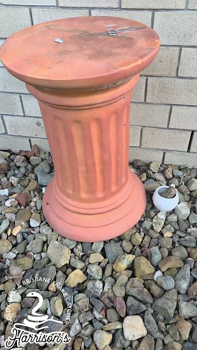 keelbacks in cedar vale