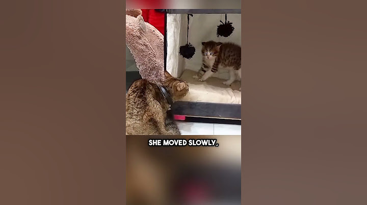 This Mother Cat Had the Perfect Response to a Scared Kitten! (watch till the end) #shorts