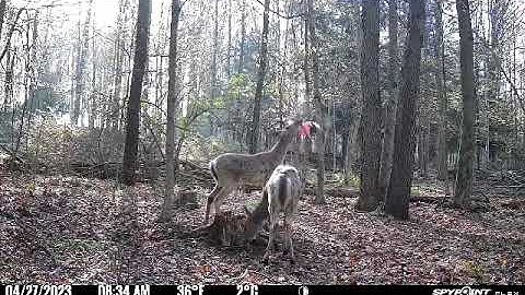 Ultimate Mock Scrape system for Deer