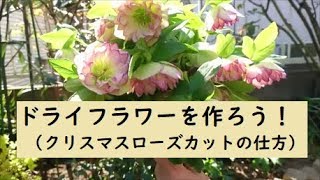 ドライフラワーを作ろう！①】クリスマスローズのカットの仕方♪ - YouTube
