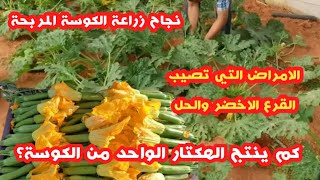 زراعة الكورجيت في المغرب مواعيد زراعة الكوسة كم ينتج الهكتار من القرع الاخضر