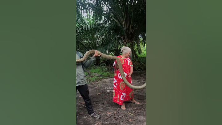 Tertangkapnya King Cobra Golden Monster Kalimantan ! #kingcobra #shortsfeed