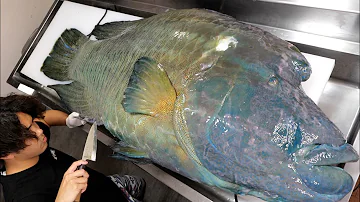Breaking Down a Monstrous 60kg Napoleon Fish!