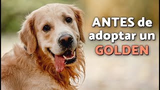 Todo lo que DEBES saber ANTES  de tener un GOLDEN RETRIEVER 🐶💛