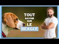 Race de chien Beagle : caractère, éducation, dressage, comportement, santé du chien de race Beagle !