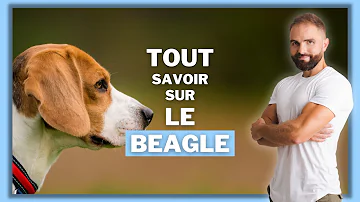 Comment sont les Beagle ?