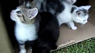 10 Kittens 1st Day Outside - Cute Cats Playing - Adorable Animals