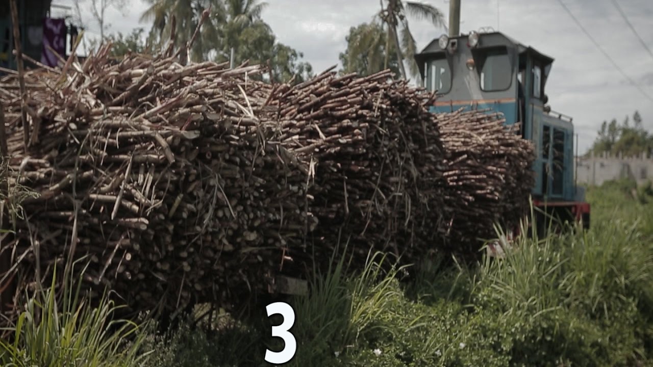 Farming Sugar Cane in Fiji YouTube