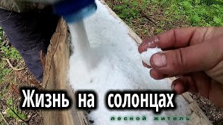 Жизнь на солонце.