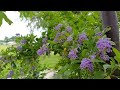 សម្រស់ធម្មជាតិ, Natural beauty, Free Background