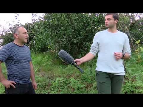 როგორ მიიღო ფერმერმა გურიაში მანდარინის კარგი მოსავალი?