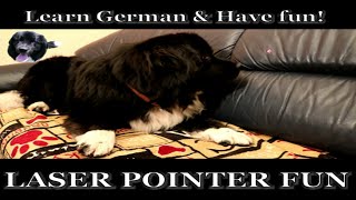 Laser pointer fun with Newfoundland, Laser Classes, Dog games  Full HD 1080p screenshot 4