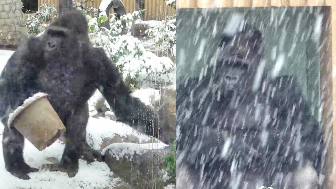 Горилла смешит нас во время метели. Гентаро, семья Момотаро