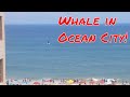 A review of Ocean resorts Casino Atlantic City - YouTube