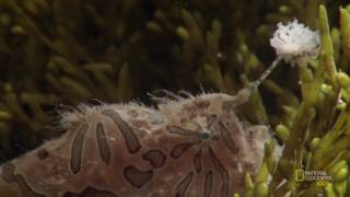 Frogfish   AMAZING ANIMALS