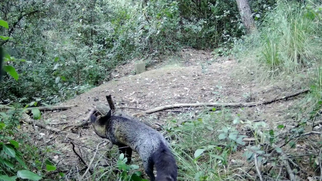 Fauna salvaje de los bosques de Sant Boi de Llobregat.