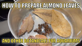 Preparing Indian Almond Leaves for aquarium