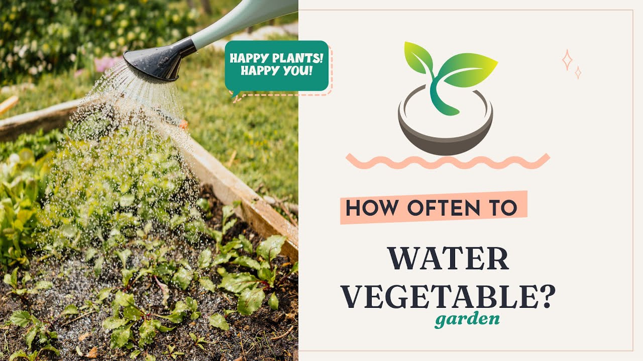 🍆🫑🥬 How Often to Water Vegetable Garden? Top Secrets Unveiled! YouTube