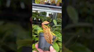 Nepenthes Robcantleyi X Platychila Be4082  Kannenpflanzen Von Fangblatt nepenthes plants