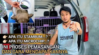 MUDAH DAN CEPAT ! Proses mendapatkan STAMBUM DAN MICROCHIP untuk anjing ras