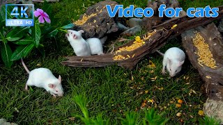 Cat TV for Cats to Watch πΊ Gentle Mice Wander Through a Sunlit Garden Path ππ