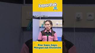 Ikan Sapu-Sapu Mengancam Ekosistem? #lucu #transmedia #laporpaktrans7 #shortvideo #ikansapusapu #fy