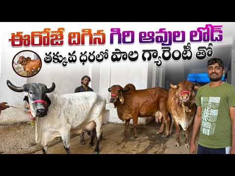 ఈరోజే దిగిన గిరి ఆవుల లోడ్ | తక్కువ ధరలో పాల గ్యారంటీ తో | Quality gir cows 