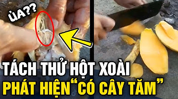 Clip bổ hạt xoài chín thấy 