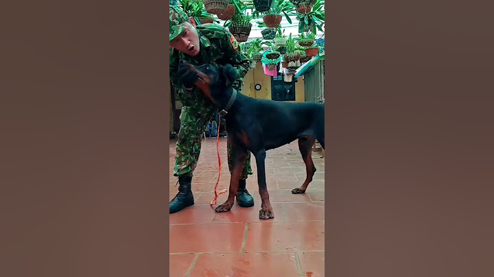 After watching this video you will be addicted to dog training. Phone: 0358308277