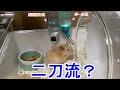 こんちゃん水の飲み方が変？【ハムスター】