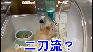 こんちゃん水の飲み方が変？【ハムスター】