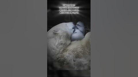 Power Nap!😴#bear#animallife#animalfacts#top10animals#shortsfeed#youtubeshorts#animallover