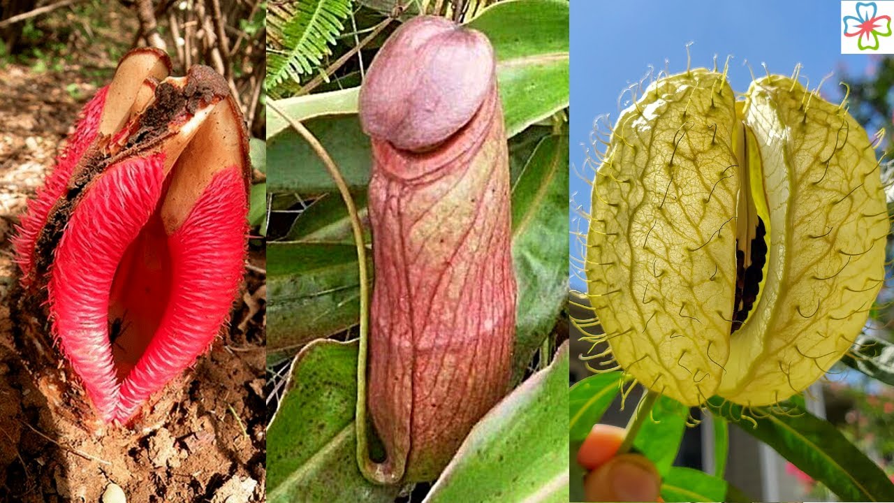 17 Adult Plants That Look Like They Come Straight Out of Porn World -  YouTube