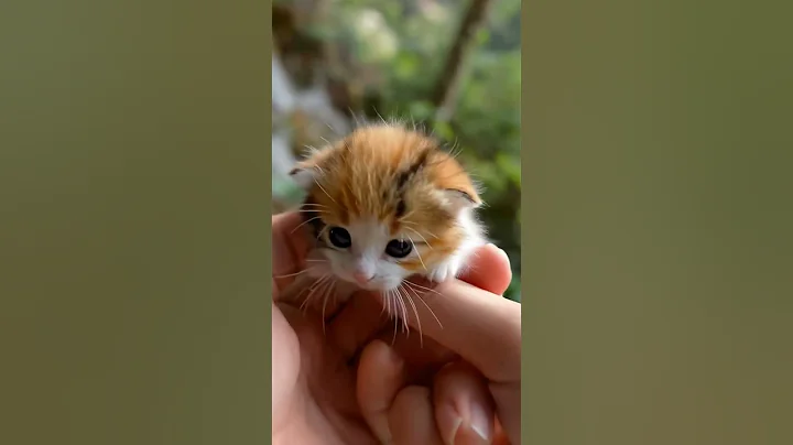 Video 11332371: munchkin kitten pets cats, munchkin cute kitten pets, cat munchkin baby kitten, pets kitten funny munchkin