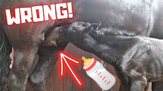 New born foal. A surprise in the stall. Learn to nurse | Friesian Horses