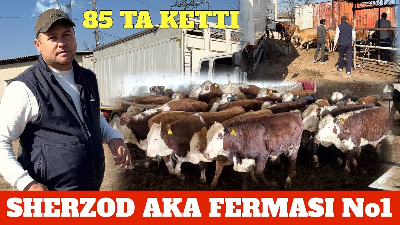 SHERZOD AKA 85 TA BUQA SURXANDARYOGA BARAKA DAXSHAT SIRLAR FOSH BO’LDI