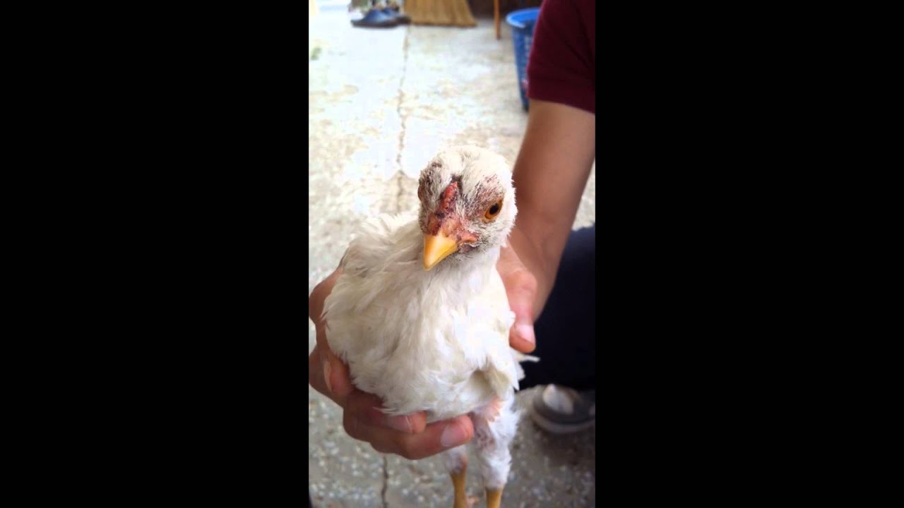 Chicken Magic Body Control YouTube
