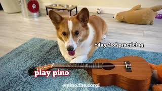 Corgi play ukulele (day 2)