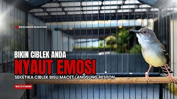 Burung Ciblek SEMI Gacor NGEBREN Untuk Pancingan Ciblek dan MASTERAN BURUNG Kesayangan Anda