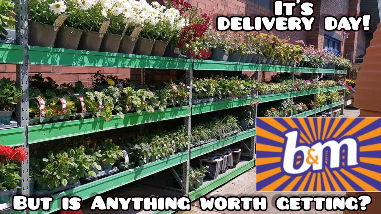 It's BARGAIN PLANT Delivery Day at B&M again!  Is there anything you  would buy?
