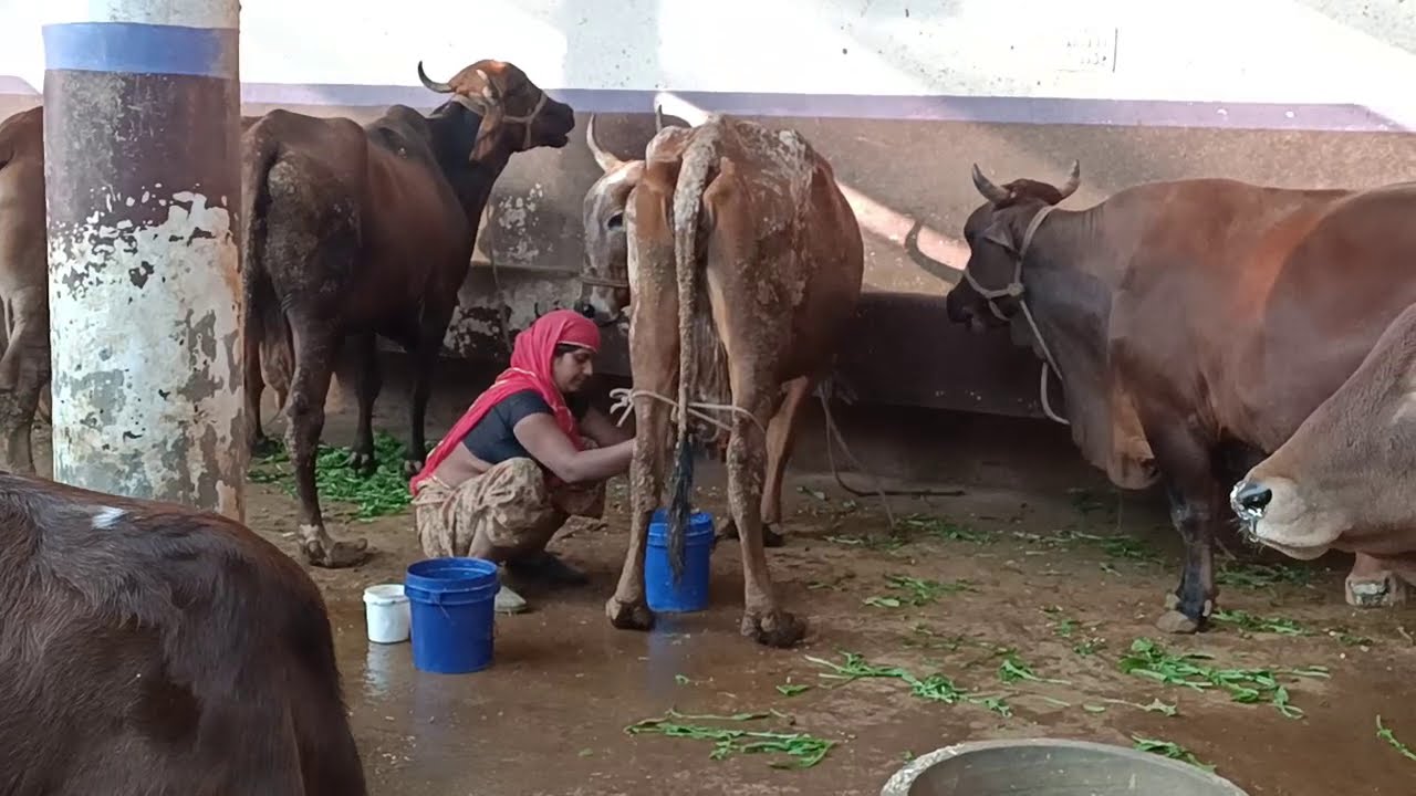 amazing buffalo mee ☺️😂😂😂 kgbx jg