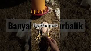 Ayam besar rentang  mati terbalik..