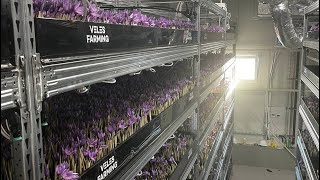 The biggest saffron vertical farm in the world in Slovakia