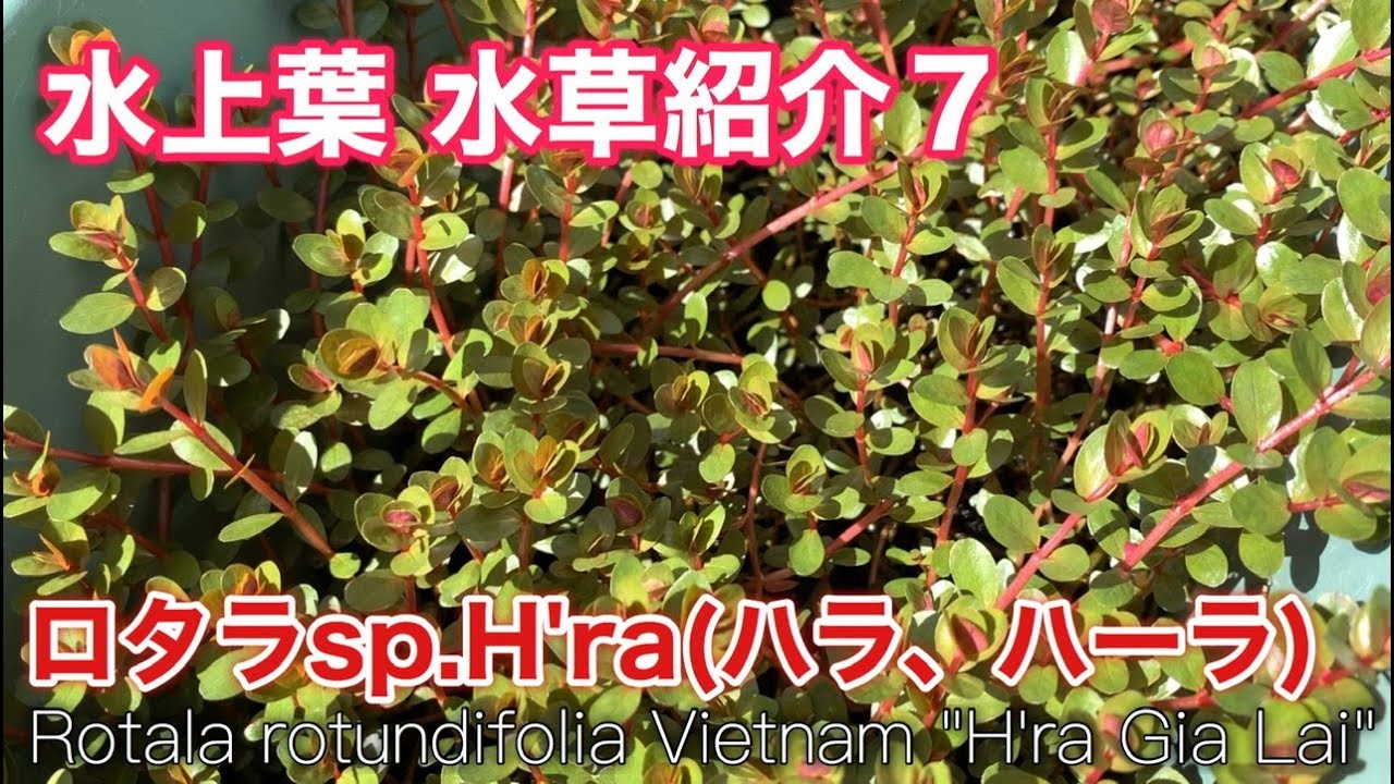 水上葉 水草紹介7 ロタラsp Hra Rotala Rotundifolia Vietnam H Ra Gia Lai Youtube