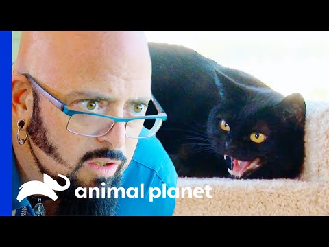 Jackson Saves Aggressive Cat From Being \