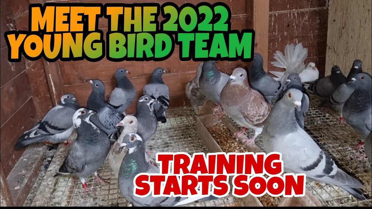 HOW CAN WE AVOID YOUNG BIRD LOSSES DURING TRAINING🤔|PIGEON RACING UK ...